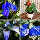 Anthurium Plants Bonsai Flower Blue Anthurium Plant 200 Seeds