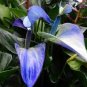 Anthurium Plants Bonsai Flower Blue Anthurium Plant 200 Seeds