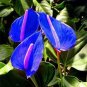 Anthurium Plants Bonsai Flower Blue Anthurium Plant 200 Seeds