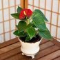 Anthurium Plants Bonsai Flower Blue Anthurium Plant 200 Seeds