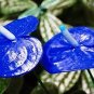 Anthurium Plants Bonsai Flower Blue Anthurium Plant 200 Seeds