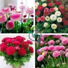 Strawberry Ice Cream Little Daisy 200 Seeds