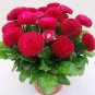 Strawberry Ice Cream Little Daisy 200 Seeds