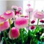 Strawberry Ice Cream Little Daisy 200 Seeds