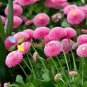 Strawberry Ice Cream Little Daisy 200 Seeds