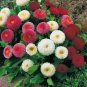 Strawberry Ice Cream Little Daisy 200 Seeds