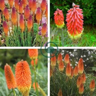 Kniphofia 'Elvira'  Red Hot Poker Torch Lily 'Elvira' Flowers 40 Seeds