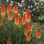 Kniphofia 'Elvira' Red Hot Poker Torch Lily 'Elvira' Flowers 40 Seeds