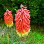Kniphofia 'Elvira' Red Hot Poker Torch Lily 'Elvira' Flowers 40 Seeds