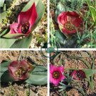 Androcymbium latifolium South African Plant 2 Seeds