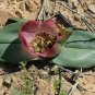 Androcymbium latifolium South African Plant 2 Seeds