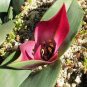 Androcymbium latifolium South African Plant 2 Seeds