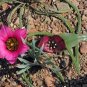 Androcymbium latifolium South African Plant 2 Seeds