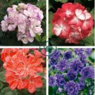 Geranium 'Avenida' Pink Orange Flowers 20 Seeds
