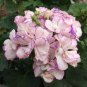 Geranium 'Avenida' Pink Orange Flowers 20 Seeds