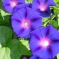 Rare Morning Glory Flowers 400 Seeds