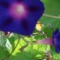 Rare Morning Glory Flowers 400 Seeds