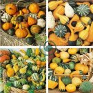 Heirloom 'Jindi' Small Ornamental Gourd 16 Seeds