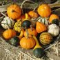 Heirloom 'Jindi' Small Ornamental Gourd 16 Seeds