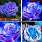 Rose Blue Strip 1000 seeds
