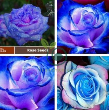 Rose Blue Strip 1000 seeds
