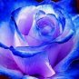 Rose Blue Strip 1000 seeds