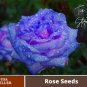 Rose Blue Strip 1000 seeds