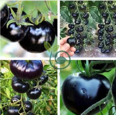 Heirloom Rare Small Black Green Tomato 200 Seeds