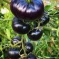 Heirloom Rare Small Black Green Tomato 200 Seeds