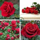 Large Feral Red Rose Flower 100 Seeds