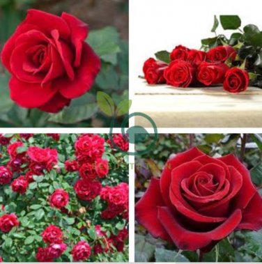 Large Feral Red Rose Flower 100 Seeds