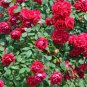 Large Feral Red Rose Flower 100 Seeds