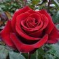 Large Feral Red Rose Flower 100 Seeds