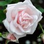 Heirloom Golden Pink Mixed Rose Flower 40 Seeds