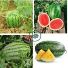 Green Watermelon F3 40 Seeds