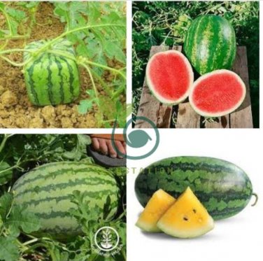 Green Watermelon F3 40 Seeds