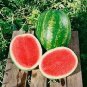 Green Watermelon F3 40 Seeds