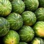 Continuous Cropping Long Red Big Watermelon 60 Seeds