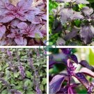 Purple Basil Seeds Aromatic Plants 100 Seeds