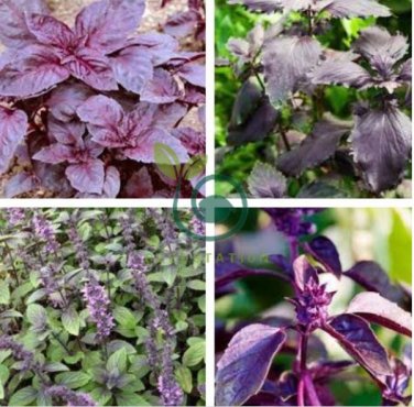 Purple Basil Seeds Aromatic Plants 100 Seeds