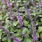 Purple Basil Seeds Aromatic Plants 100 Seeds