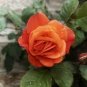 Heirloom 'Xuan li' Dark Red, White, Yellow, Rose Red Mixed 10 Seeds