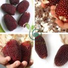 Strawberry Red Popcorn 20 Seeds