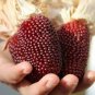 Strawberry Red Popcorn 20 Seeds