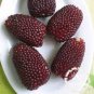 Strawberry Red Popcorn 20 Seeds