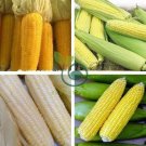 Fruits and Vegetables Silver Glutinous Corn 20 Seeds
