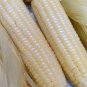 Fruits and Vegetables Silver Glutinous Corn 20 Seeds