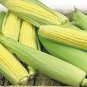 Fruits and Vegetables Silver Glutinous Corn 20 Seeds