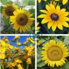 Heirloom 'Jubilance' Yellow Golden Ornamental Sunflower 30 Seeds