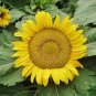 Heirloom 'Jubilance' Yellow Golden Ornamental Sunflower 30 Seeds